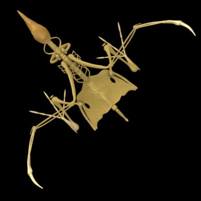 realistic bird skeleton 3d model